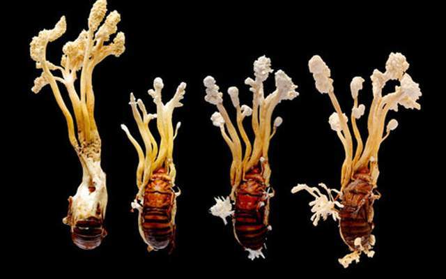 神奇的中药材蝉花虫草在我国古代文献里有很多的记载