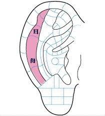 益康耳穴耳穴療法按摩耳朵降壓止痛治失眠的方法來了