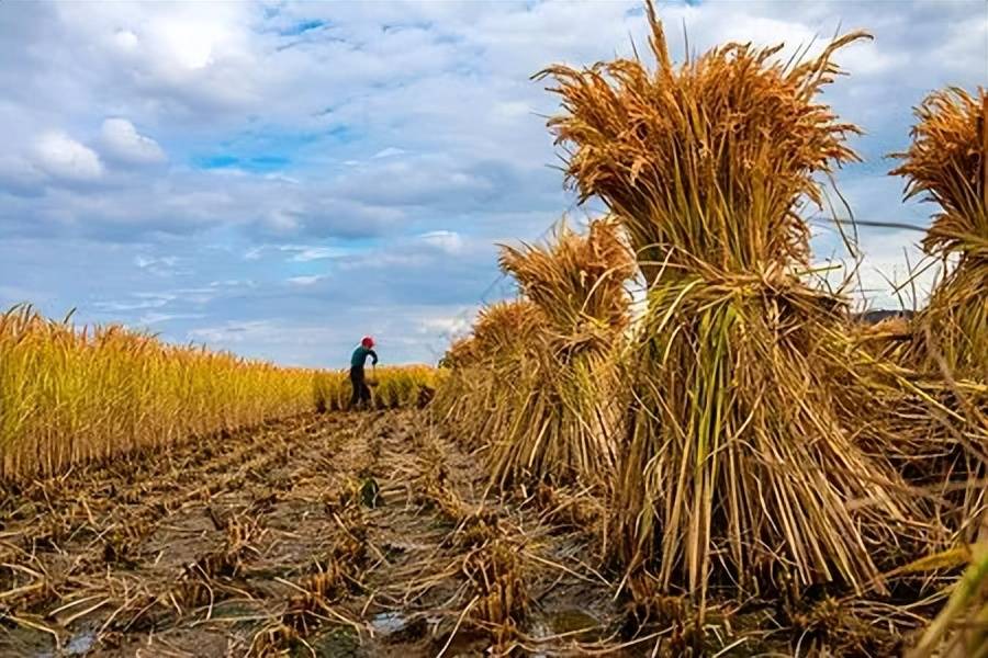 又到一年麦收时王桂平