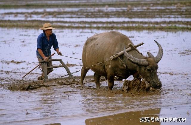 原创老照片1985年江苏南京插秧的农民农民一直就是这么辛苦
