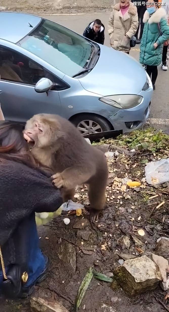 猴子_伤人_人类