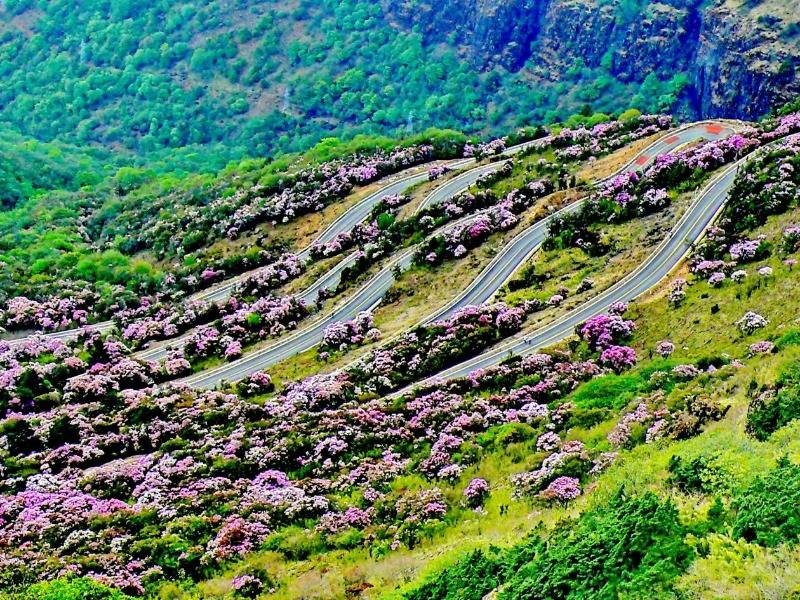 谷雨时节花意盎然一不留神醉入轿子山花海