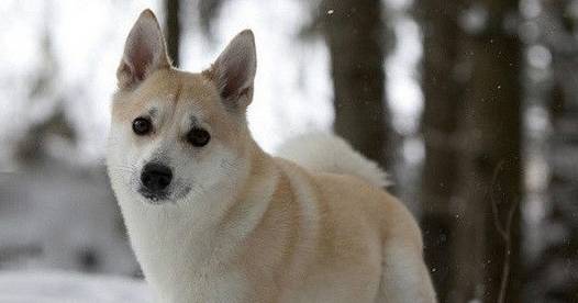 欧洲最优秀的牧羊犬 挪威牧羊犬超敏捷 北欧 海盗 狗狗