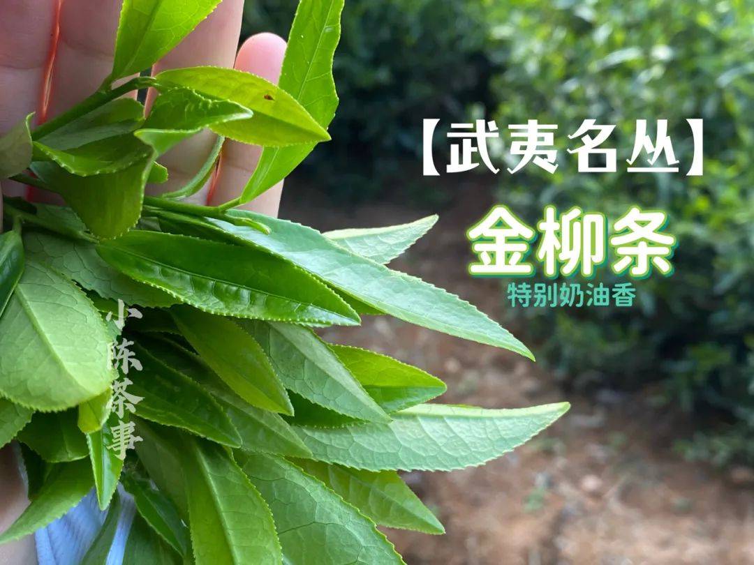 武夷岩茶春茶揭开序幕,武夷名丛金柳条在谷雨之后,默