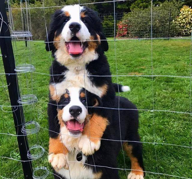 6种"中看不中用"的狗狗,别奢望它能保护主人_chow_dog_所有者