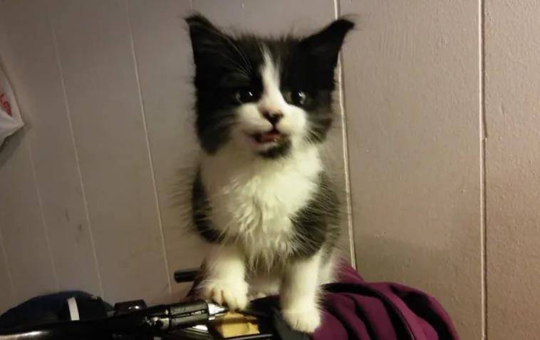 一年后,常春藤有一只漂亮的燕尾猫.卡拉喜欢骑车,很少坐公共汽车.