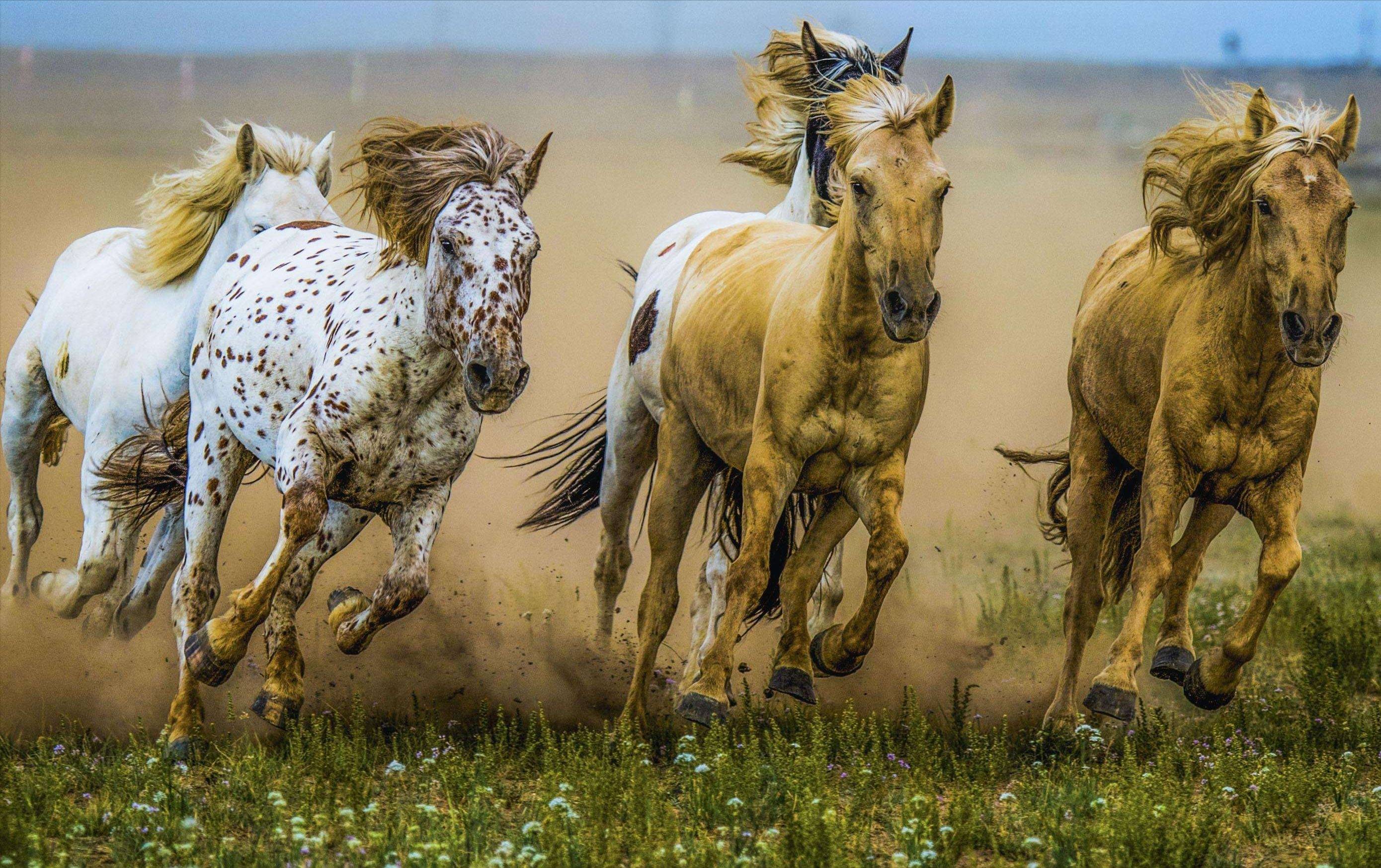 原创在蒙古国最惨痛的事莫过于少年离开父亲中年离开蒙古马