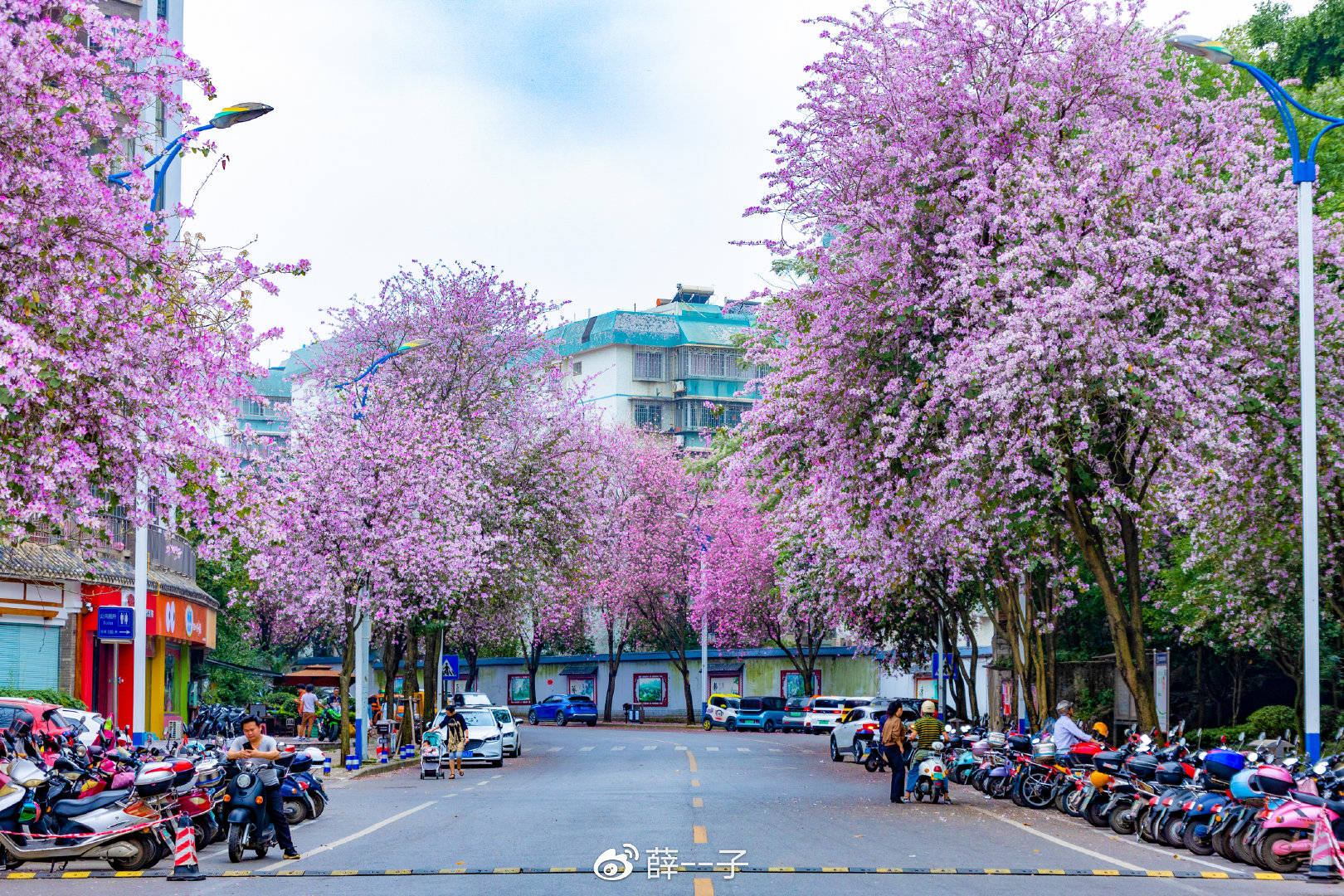 2022年柳州紫荆花图片