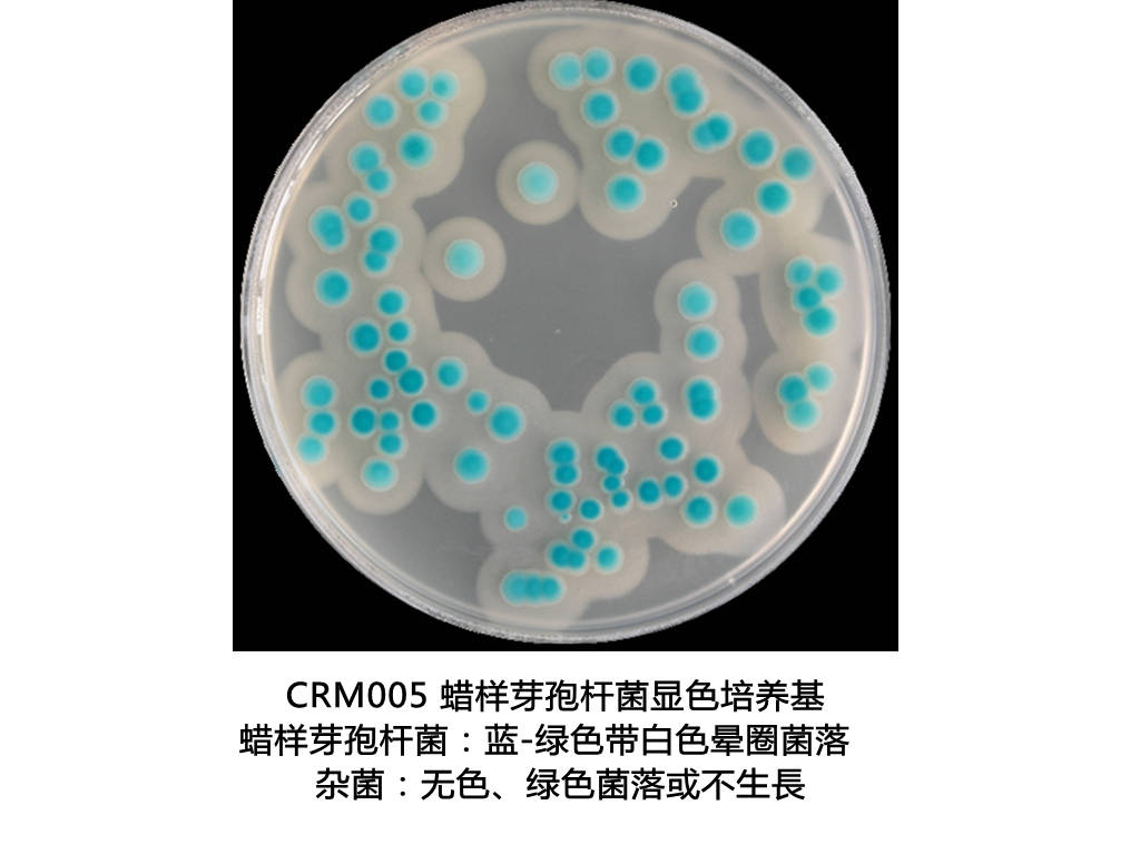 蜡样芽孢杆菌革兰染色图片