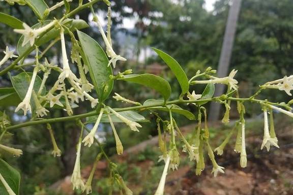 夜香树为什么晚上的香味会浓些你知道吗 授粉 植物 夜来香