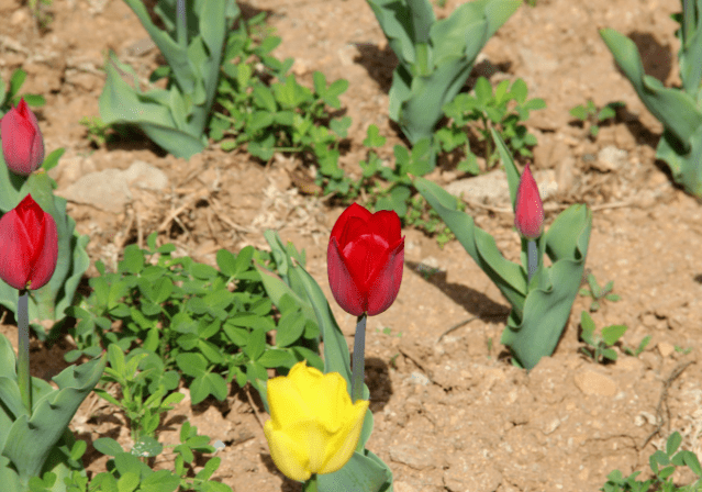 郁金香放冰箱 来年呼呼开花 不然明年看不到花 种球 种植 土壤 郁金香放冰箱 来年呼呼开花 不然明年看不到花 种球 种植 土壤