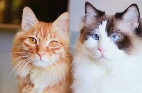 橘猫和布偶猫杂交品种图片