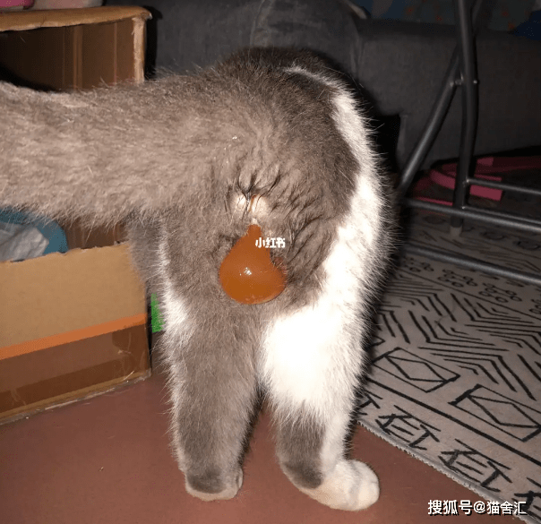 看到羊水泡(见下图)出现后,两三个小时还没有生出第一只小猫,属于正常