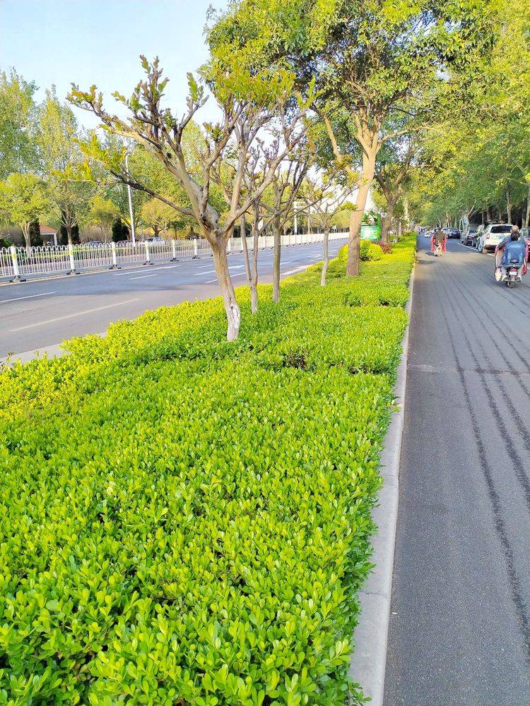 致敬园林工_公园_修剪_龙柏