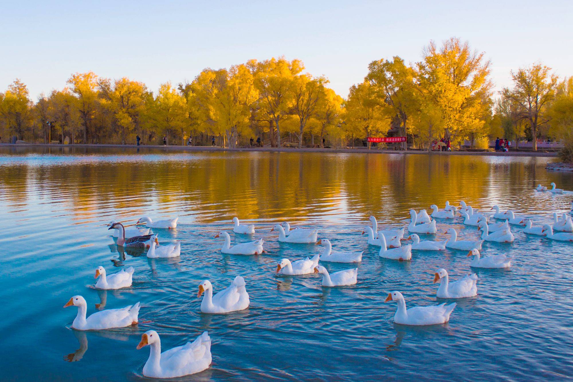 原创甘肃酒泉金塔胡杨林秋天灿若黄金美如童话去过的游客都说美