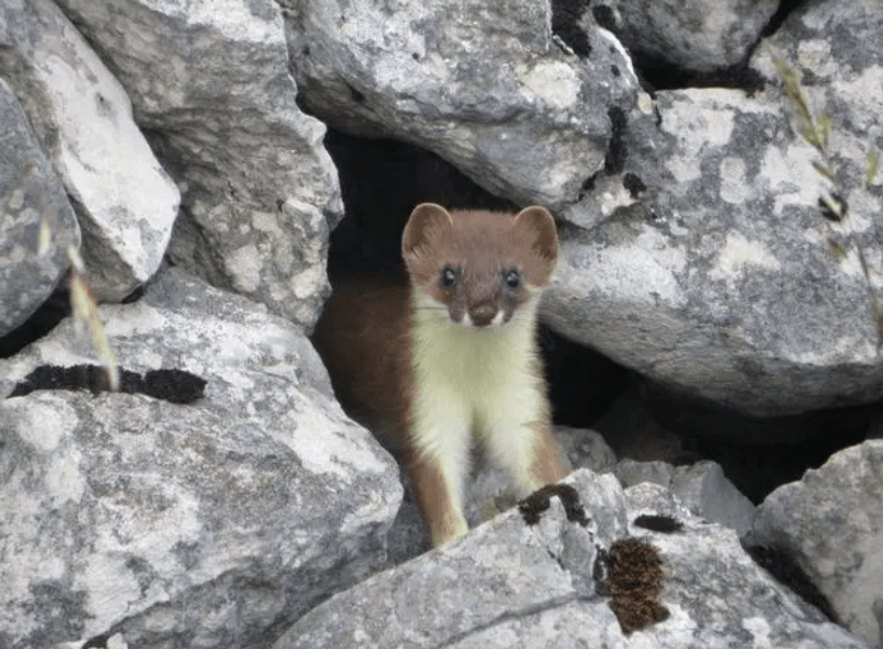 原创黄鼠狼也有天敌即使是黄大仙见到有些动物也只能投降