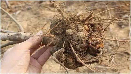 根癌病的发病机理是土壤中的根瘤农杆菌通过根系伤口侵入,在侵染部位