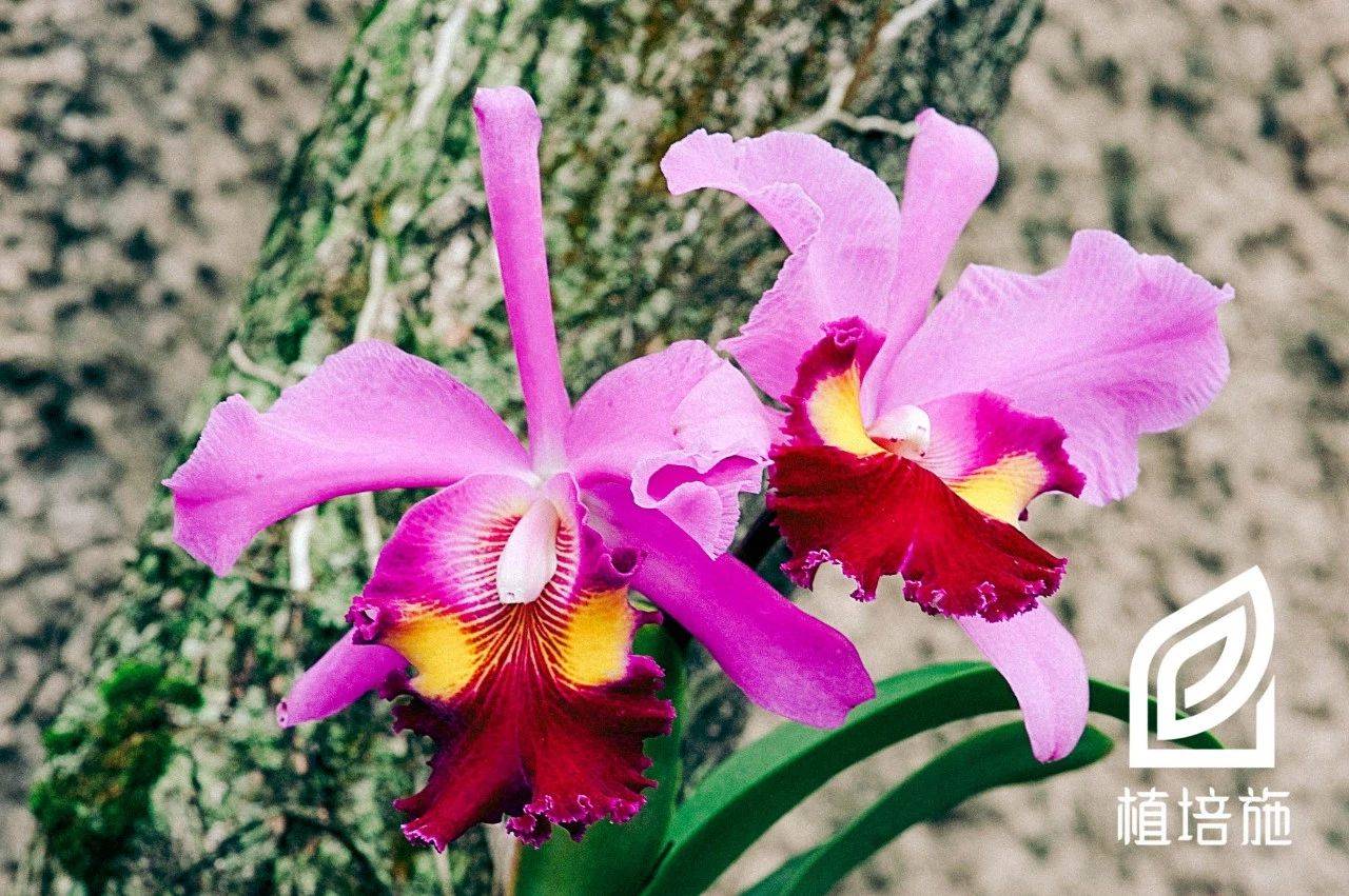 植培施 卡特兰cattleya Labiata 热带附生兰栽培手册 植物 繁殖 色彩