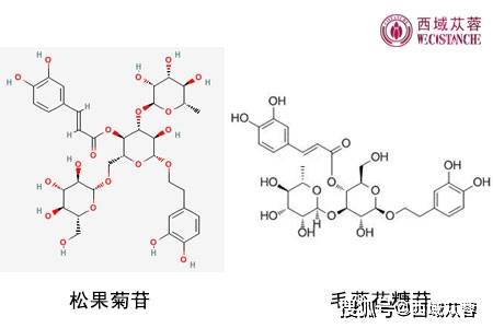 肉苁蓉提取物的功效成分用途与应用前景