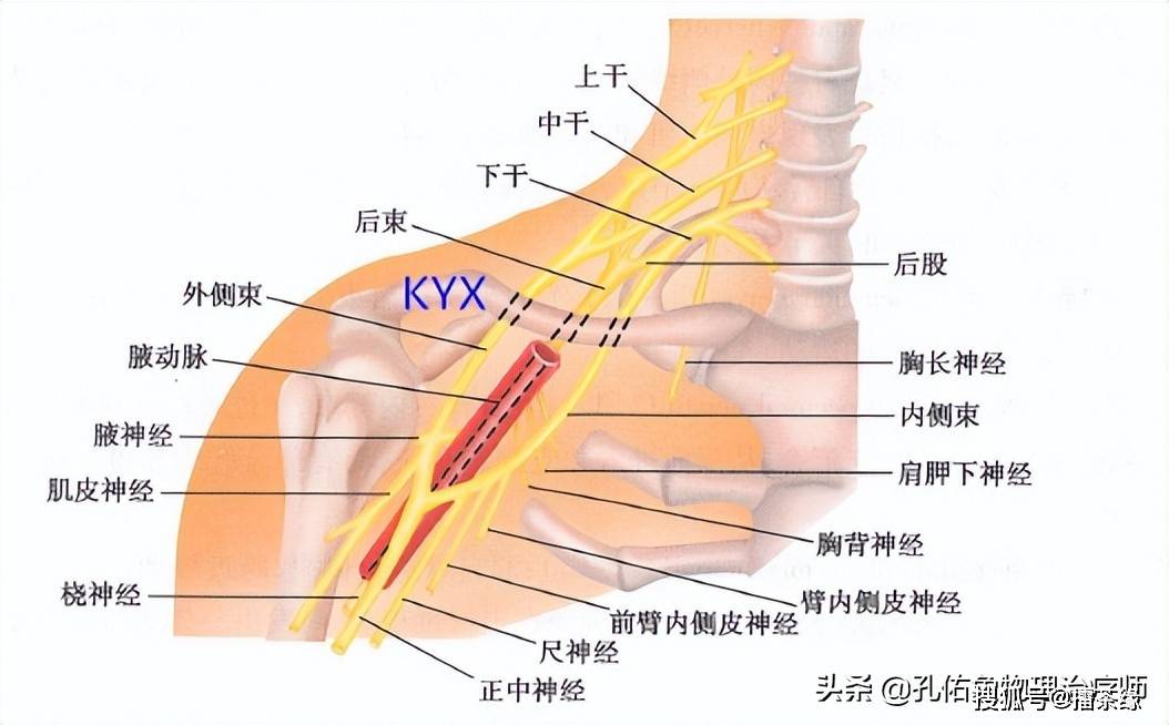 因為,下頸椎發出的神經,支配在手上,肩膀上,肩胛骨周圍,若是出現增生