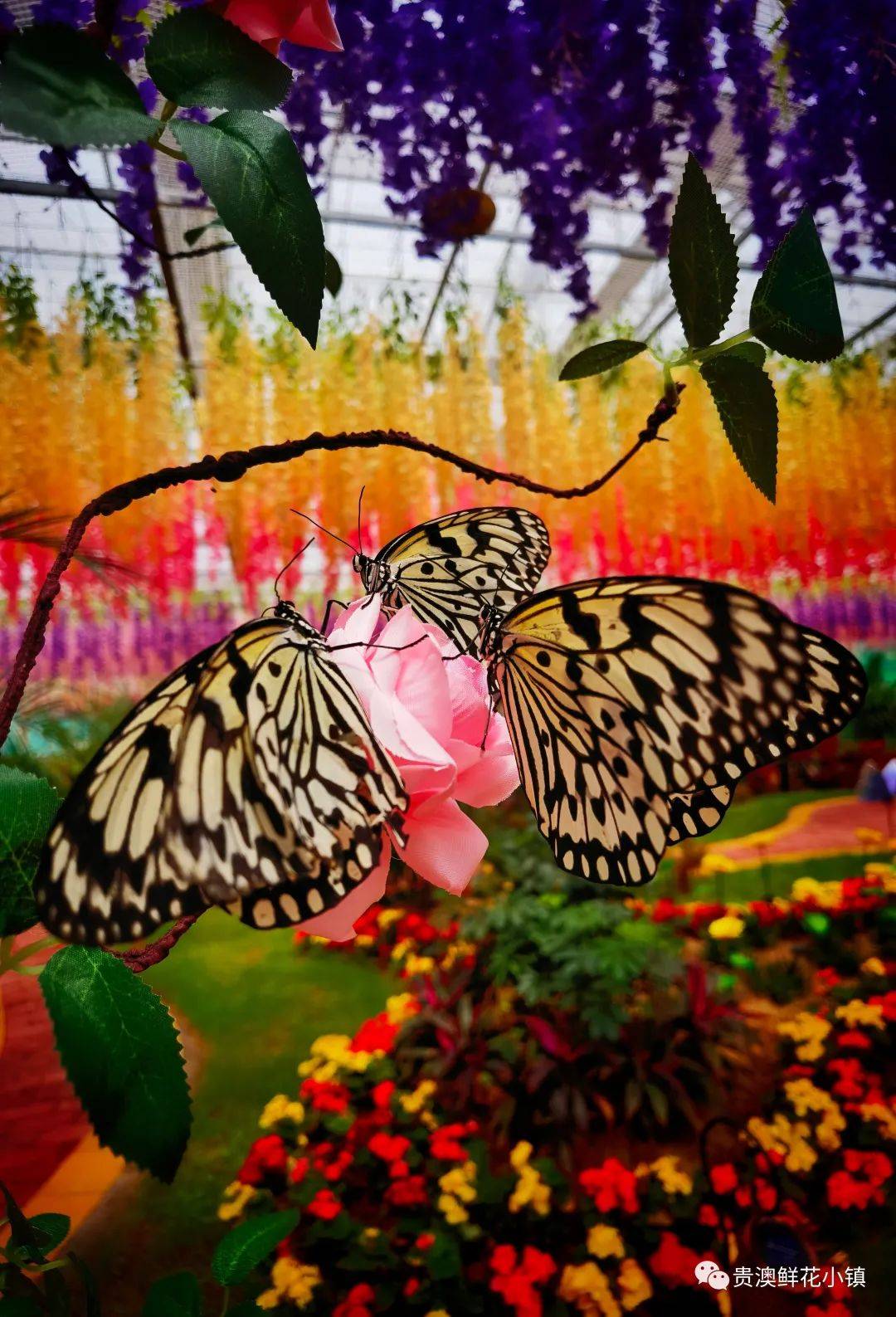 还羡慕香妃能引蝴蝶吗来江西万安鲜花小镇蝴蝶园你比香妃还香还美