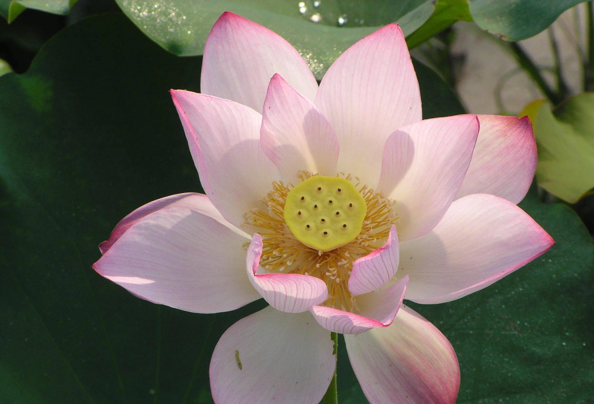 鲜花千娇百媚,赏心悦目,芬芳了世界_花朵_花儿_莲花