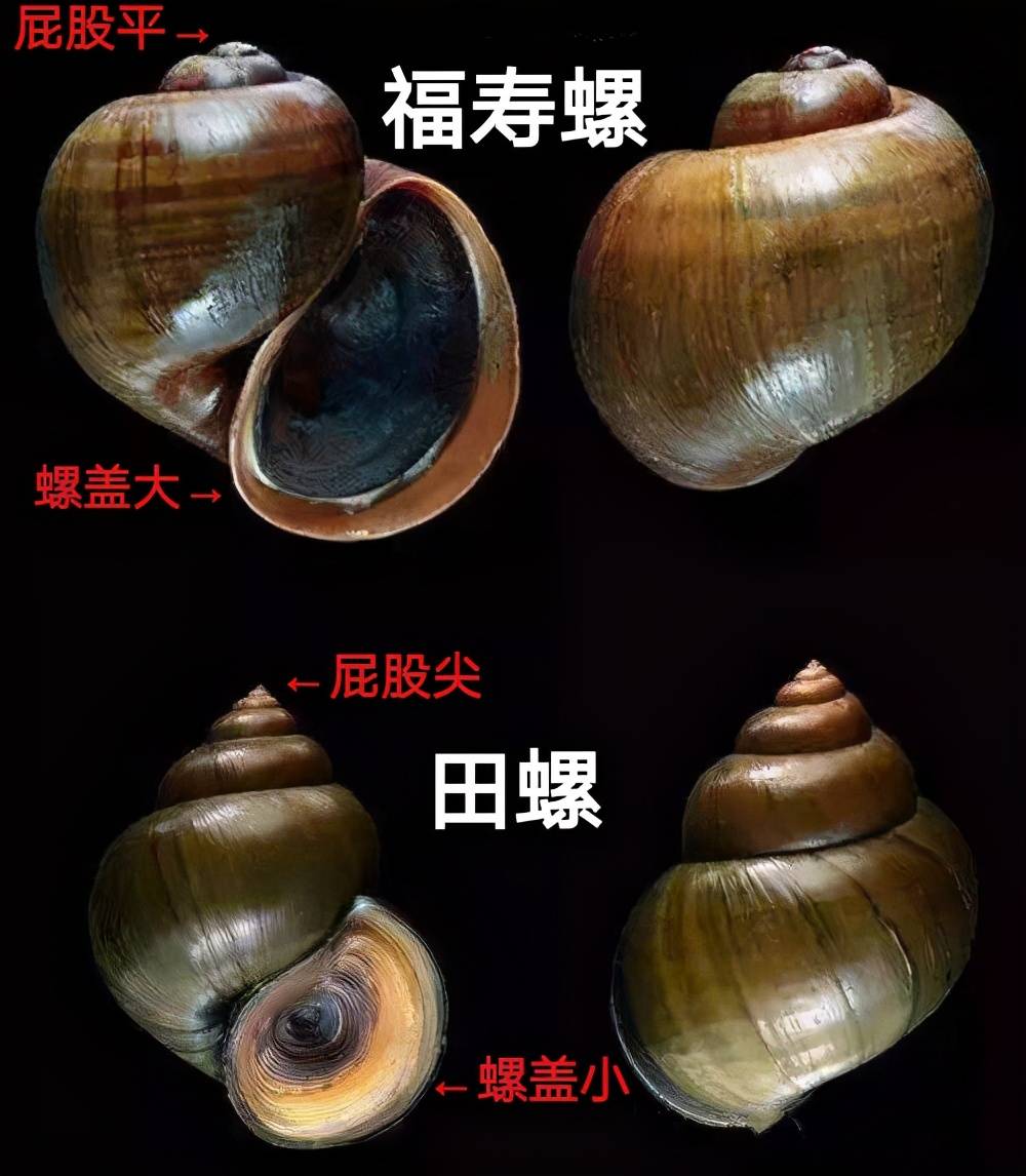 还被当饭吃_繁殖_寄生虫_中国