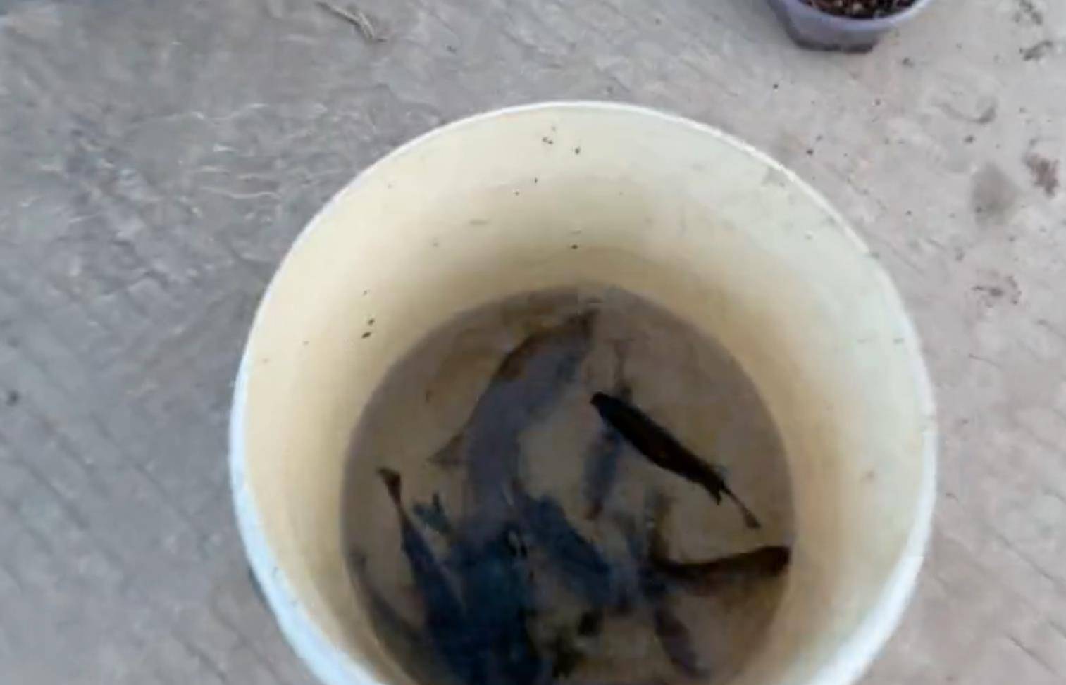 太阳鱼侵入四川 升钟湖现大量鱼群 刺少肉嫩为什么还越来越多 繁殖 日本 明仁