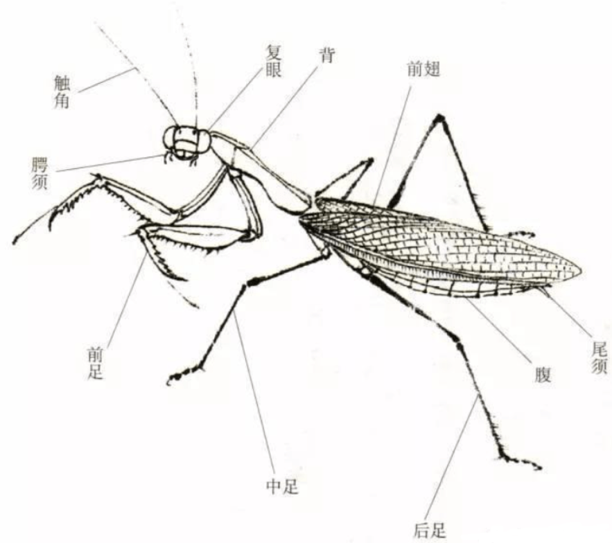 螳螂结构首先我们先来说一说螳螂变得行动迟缓这一问题吧