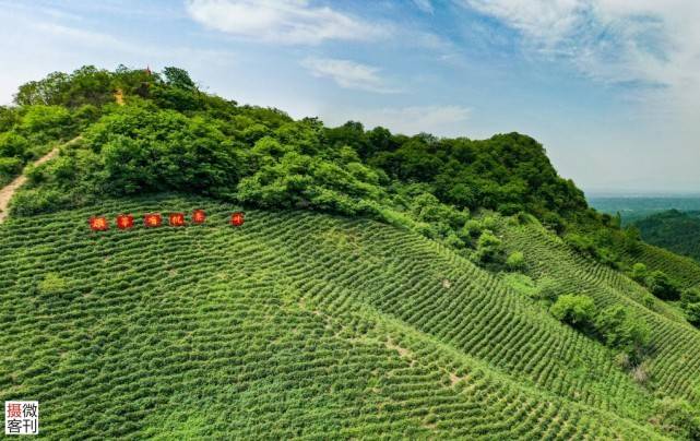 信阳茶园美景让人沉醉，小小毛尖茶享誉海内外是茶农主要收入来源