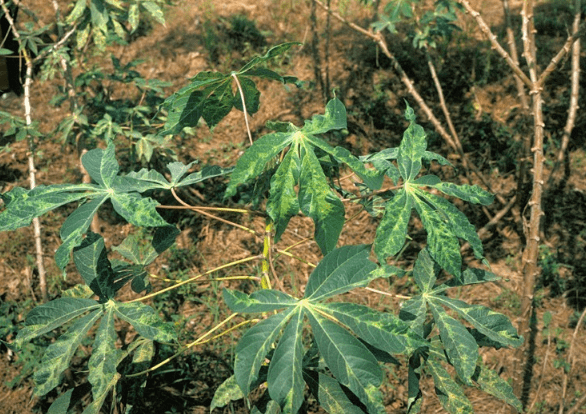 原創南方一種樹木全株含毒因產量高而成糧食作物養活全球數億人