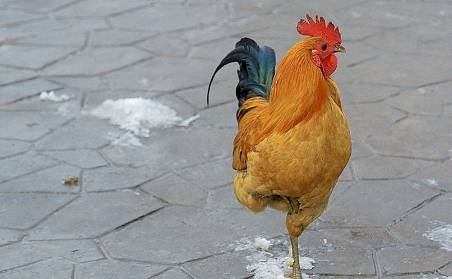 每天做"金鸡独立"一分钟,中老年人一身好轻松