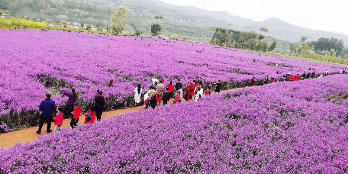 宝鸡陈仓区县功镇蓝香芥烂漫绽放花海经济为乡村振兴锦上添花