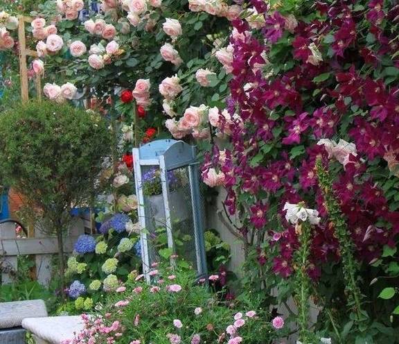 有院子一定要养的3种花，耐寒耐晒，花姿美丽，色彩漂亮