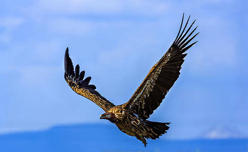 青海出现高山鸟类，是飞得最高的鸟类之一，天生喜欢吃腐烂的尸体