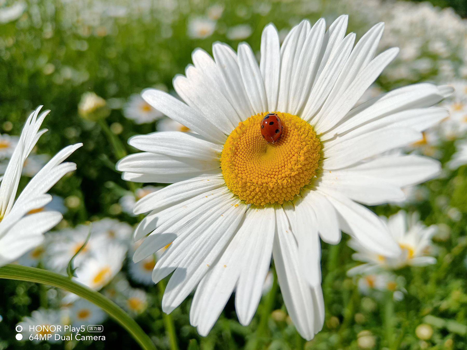 千元机里的拍照“显微镜”:荣耀play5活力版评测