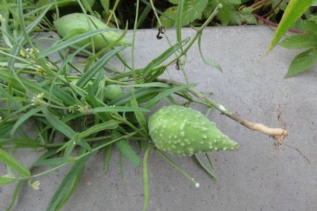 原创田间的一种野果20年前摘来就吃很多新一代人却以为有毒