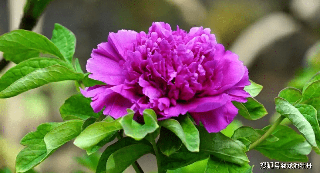 五一小长假,龙池牡丹邀您云赏菏泽四大名贵牡丹品种