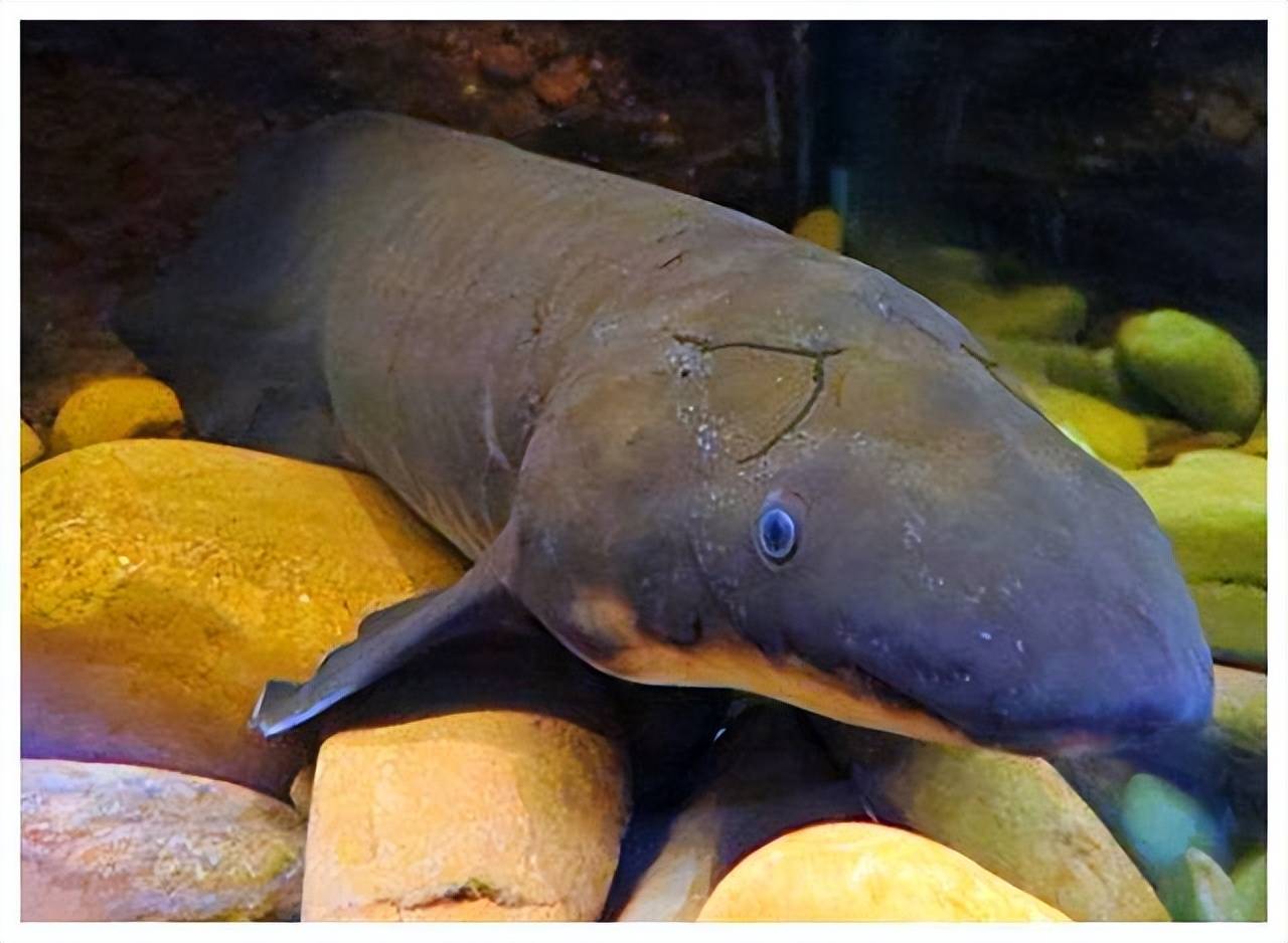 生物学家张弥曼先生经过研究后,找到了肺鱼最早的原始类型——杨氏鱼