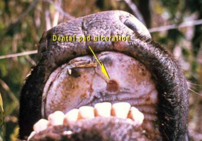 牛口蹄疫症状图片舌头图片