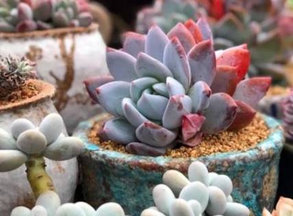 高温天气养多肉 盆栽出现开花现象 难道是 死亡的预兆 植物 养护 时候