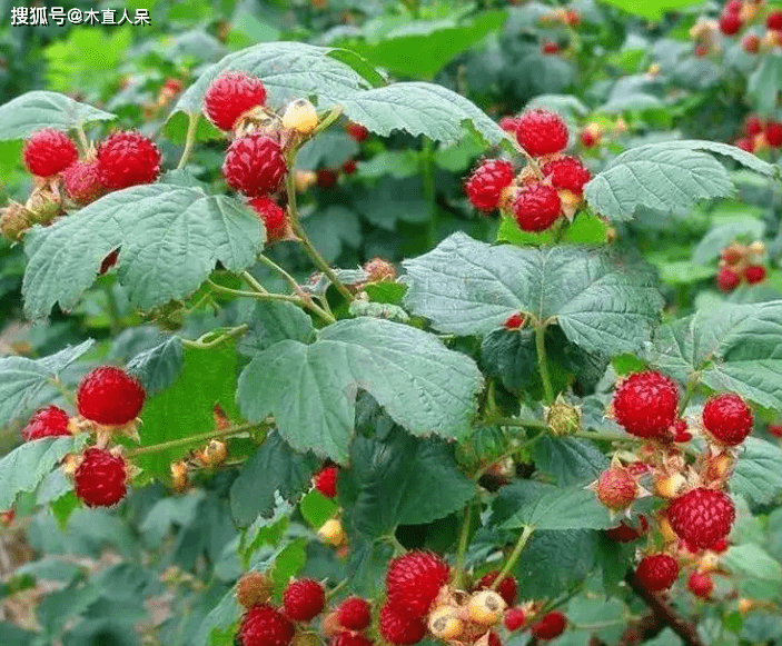 中药植物野草莓简介 果实 花托 本科