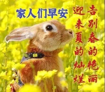 原创5月5日最新立夏早上好动态表情图片大全立夏早安问候语句子