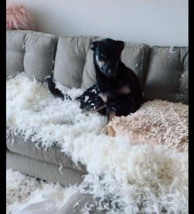 狗狗把刚买的沙发咬烂了里面的棉絮撒了一地狗口感很好