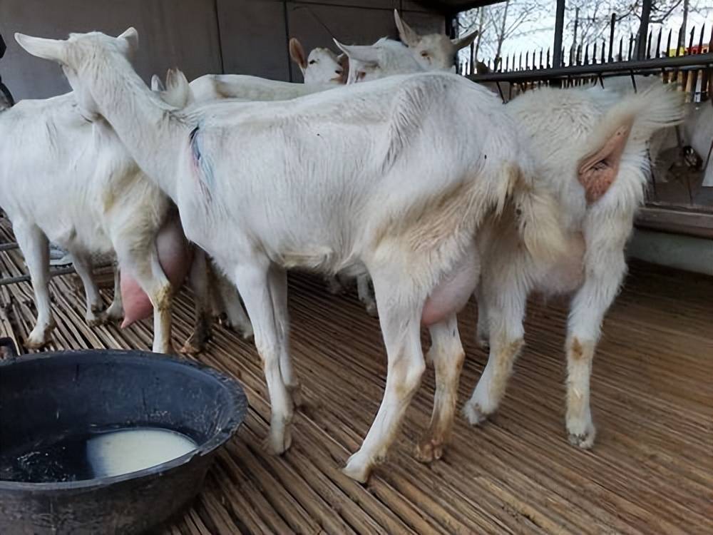 原创大母羊瘦怎么样调理大母羊瘦喂点什么大母羊太瘦怎么办