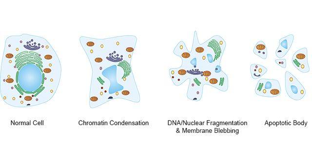 细胞凋亡简图图片