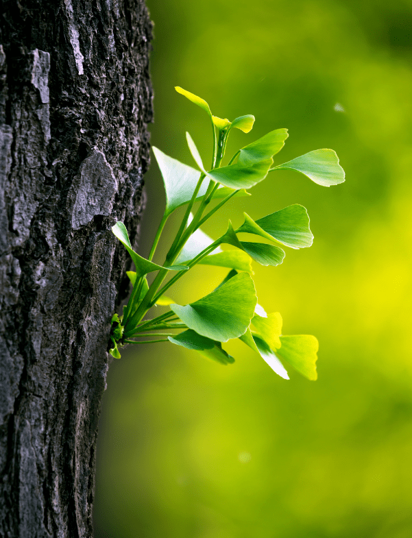 立夏草木香万物长生如夏花盛景可待