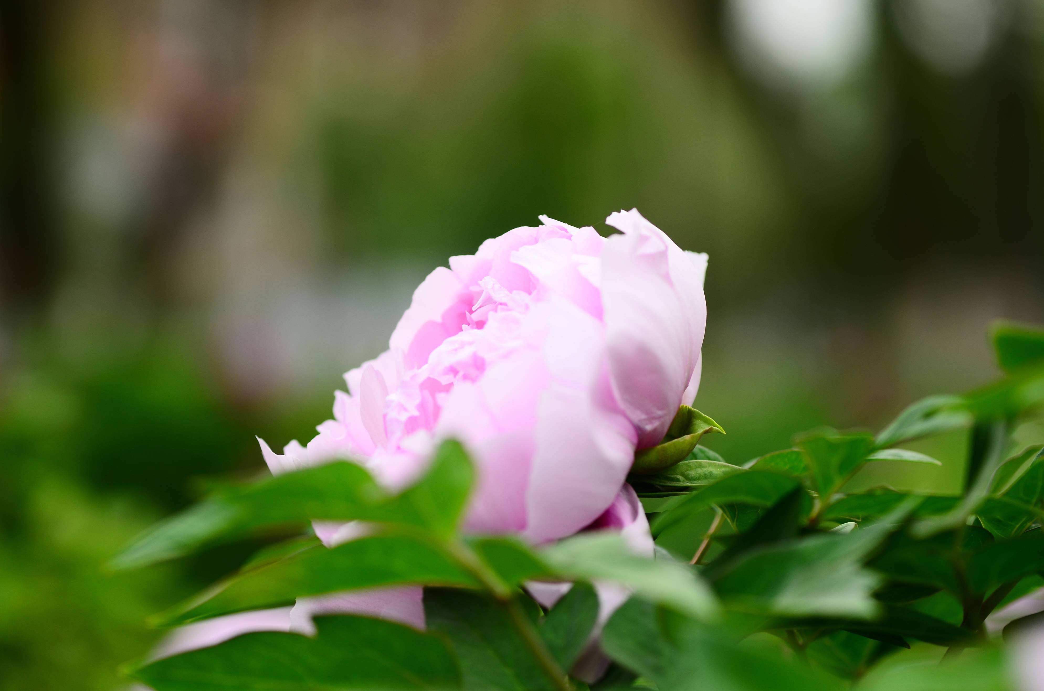 花开的瞬间，被惊艳了：昌吉牡丹园花开正浓，拍花的人们请惜花