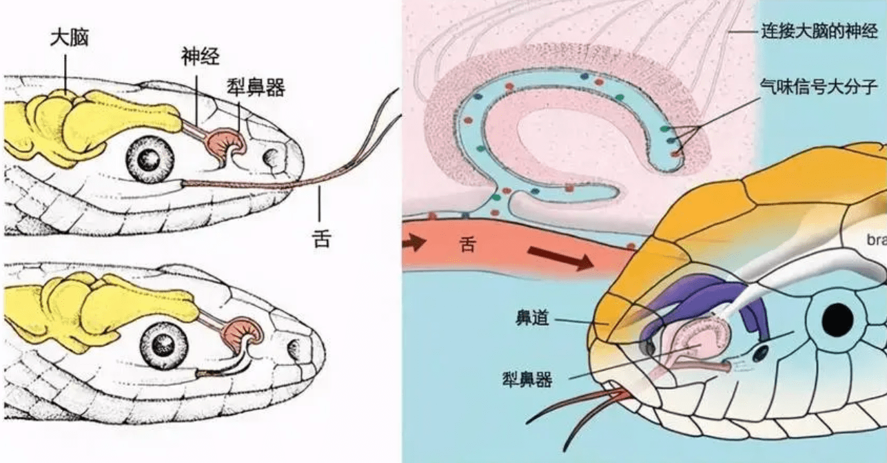 原创两条蛇偷鸡不成反被困被鸡鸭鹅围观有鹅的地方蛇跑光是假的