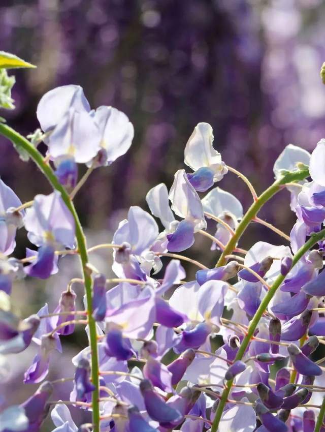 夏天 该去打卡这5片 超级紫 了 初夏 紫色花 青岛